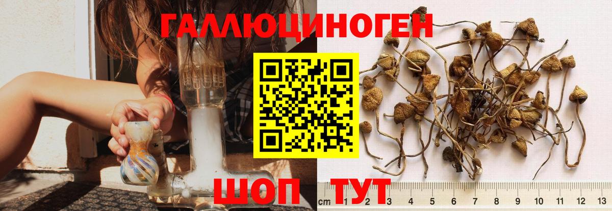 Псилоцибиновые грибы Psilocybine cubensis Новоуральск